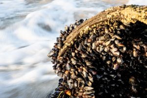 Les moules quagga envahissent le Léman : une menace invisible pour l’eau suisse