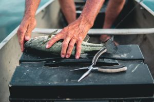 Les pêcheurs suisses lancent le label « Poisson sauvage suisse » face à l’invasion des importations