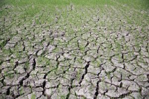 Sécheresse extrême en septembre : la Suisse confrontée à un déficit de pluie record et des pertes agricoles colossales