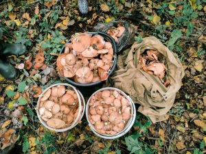 Lausanne ferme son poste de contrôle des champignons : la saison bat son plein, inquiétude en Suisse romande